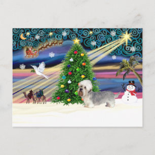Xmas Magic-Dandi Dinmont gray Holiday Postcard