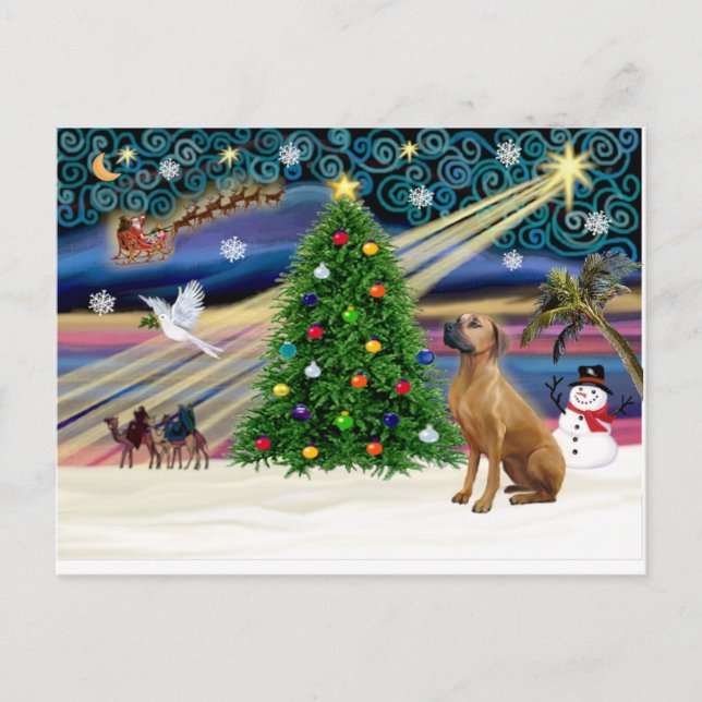 Xmas Magic-Rhodesian Ridgeback-lkup Holiday Postcard (Front)