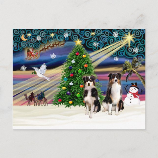 Xmas Magic-Tri-AussieShepPAIR-6-7 Holiday Postcard (Front)