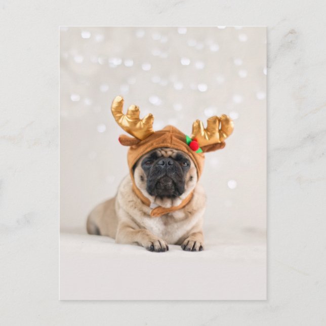 XMas Pug Holiday Postcard (Front)