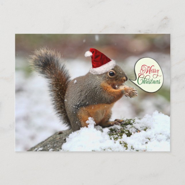 Xmas Squirrel in Snow Holiday Postcard (Front)