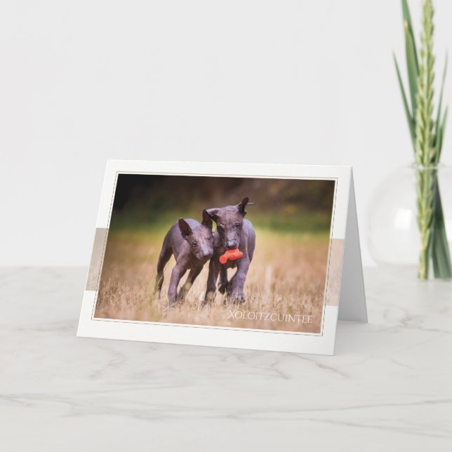 Xoloitzcuintle Puppies Greeting Card (Front)