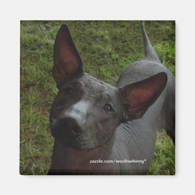 Xoloitzcuintli Magnet (Front)