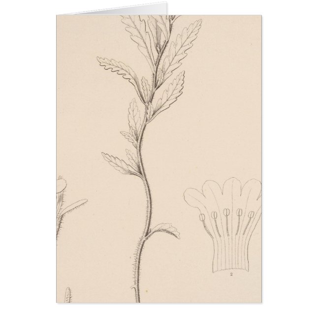 XVIII Nama rothrockii (Front)