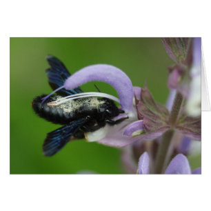 Xylocopa iris