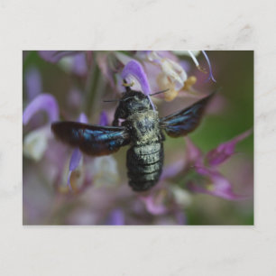 Xylocopa iris postcard