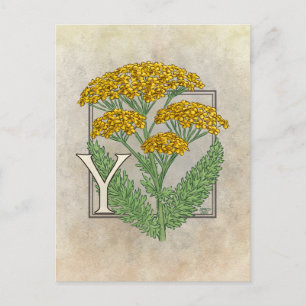 Y for Yarrow Flower Alphabet Postcard