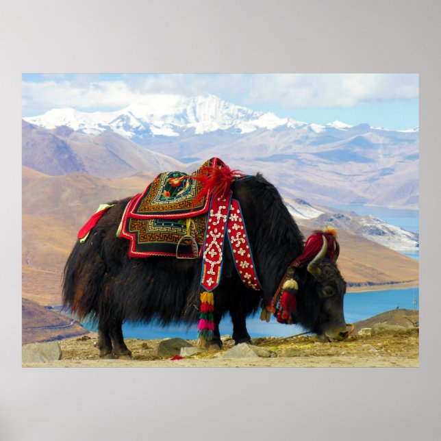 Yak Bos Grunniens near Yamdrok lake Tibet Poster (Front)