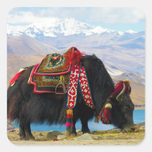 Yak Bos Grunniens near Yamdrok lake Tibet Square Sticker