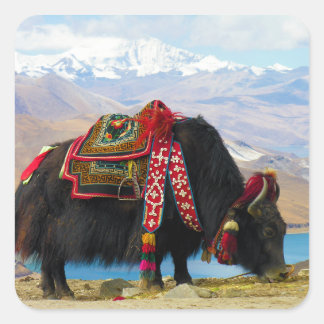 Yak Bos Grunniens near Yamdrok lake Tibet Square Sticker