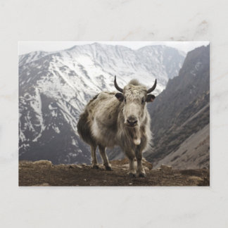Yak in Nepal Postcard