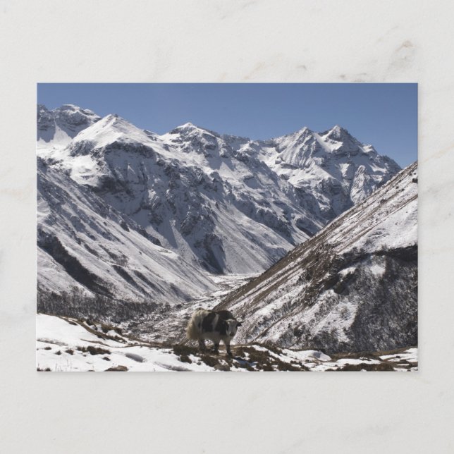 Yak near Mt. Jhomolari,  Jangothang Jigme Dorji Postcard (Front)