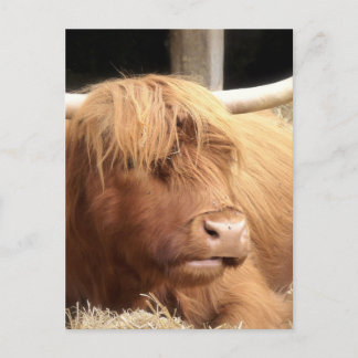 Yak Postcard