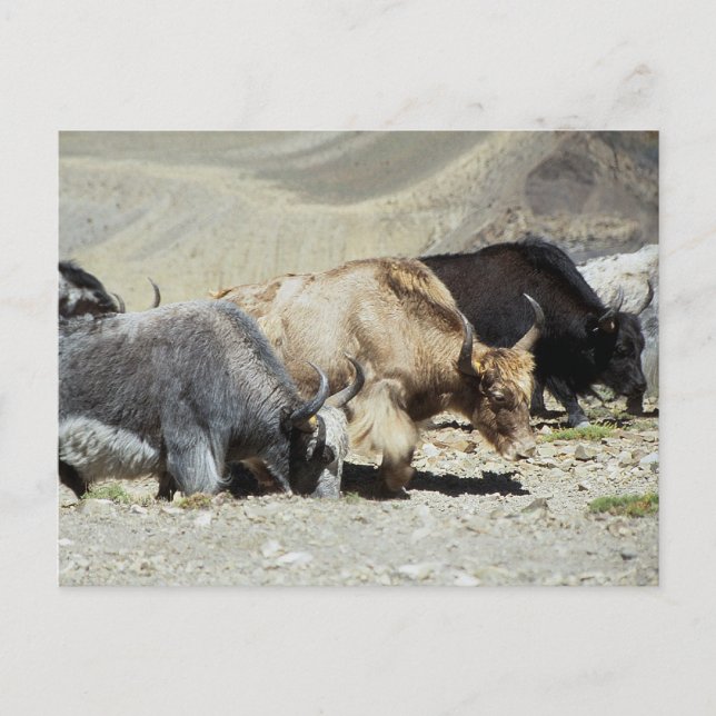 Yaks Postcard (Front)