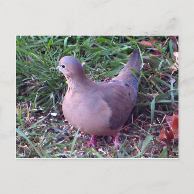 Yard Dove 1 Postcard (Front)