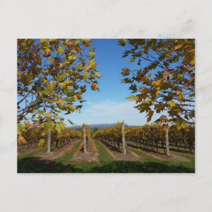 Yarra Valley Vineyard, Melbourne, Australia Postcard
