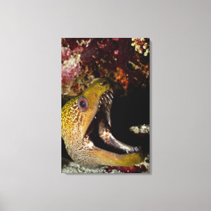 Yawning and intimidating mouth of a Yellowmargin Canvas Print