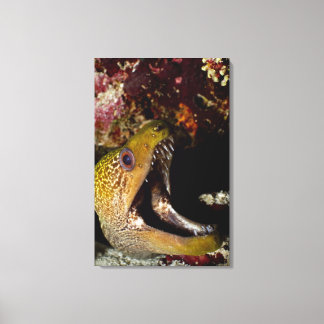 Yawning and intimidating mouth of a Yellowmargin Canvas Print