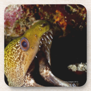 Yawning and intimidating mouth of a Yellowmargin Coaster