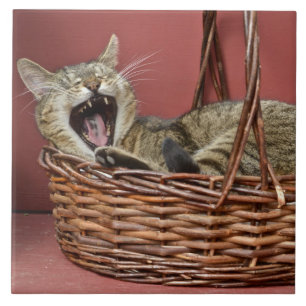 Yawning Cat Tile