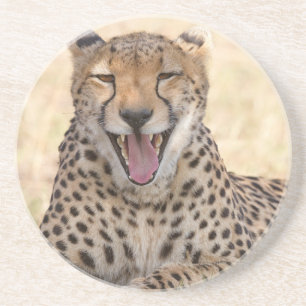 Yawning Cheetah Coaster