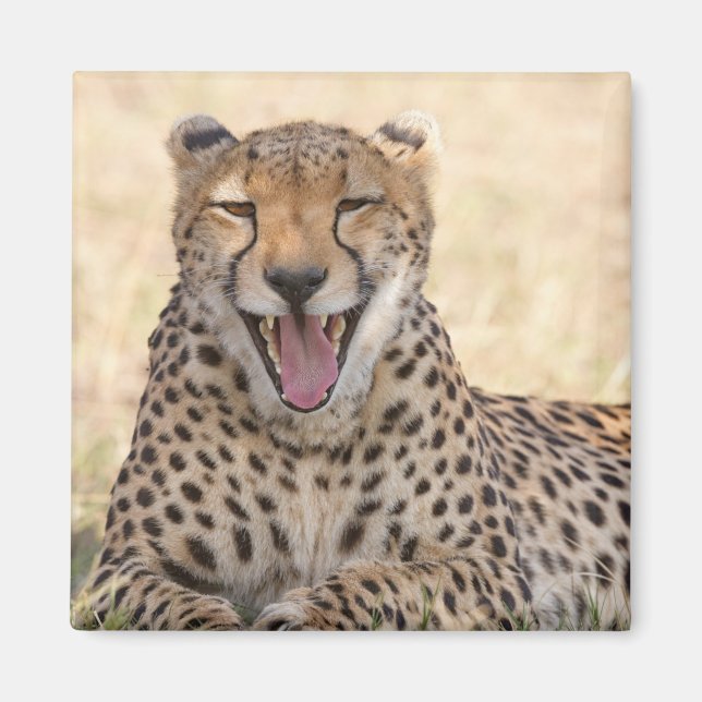 Yawning Cheetah Magnet (Front)