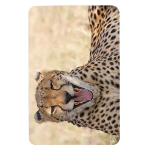 Yawning Cheetah Magnet