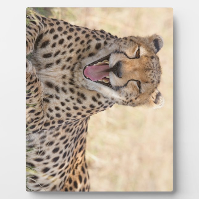 Yawning Cheetah Plaque (Front)