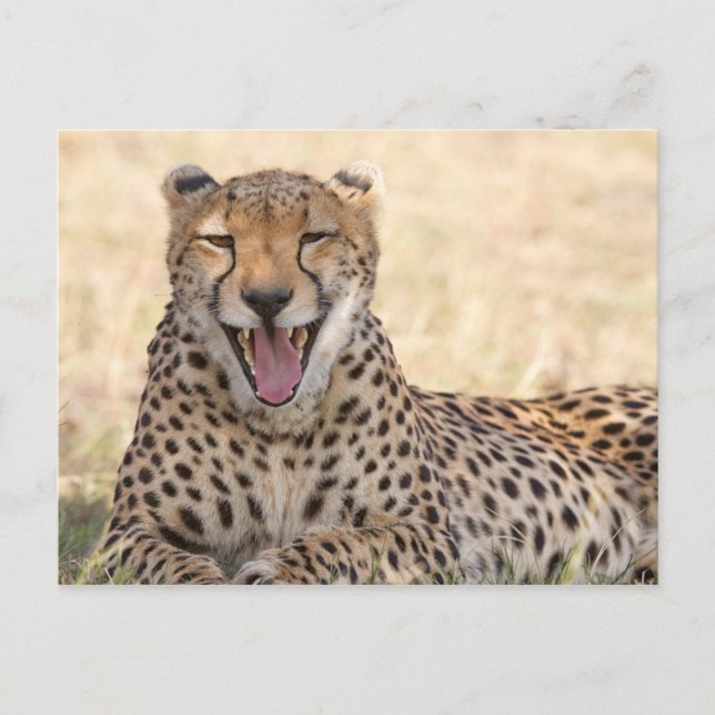 Yawning Cheetah Postcard (Front)