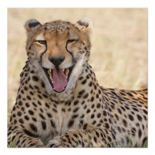 Yawning Cheetah Poster
