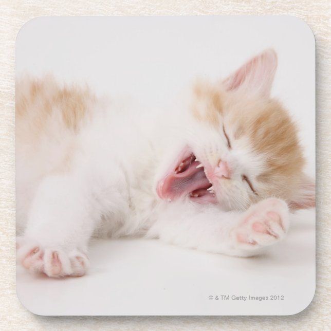 Yawning Kitten on White Background. Coaster (Front)
