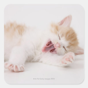 Yawning Kitten on White Background. Square Sticker