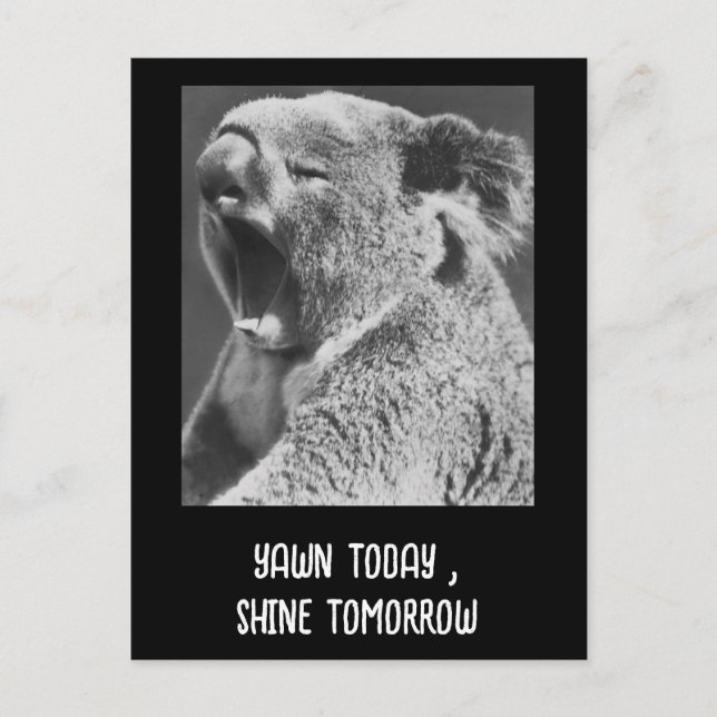 Yawning Koala-funny phrase Postcard (Front)