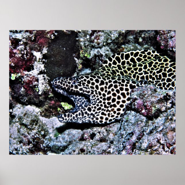 Yawning Leopard Moray Poster (Front)