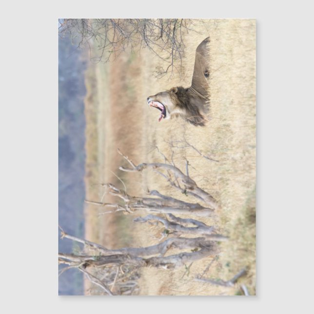 Yawning lion (Front)