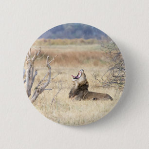 Yawning lion 6 cm round badge