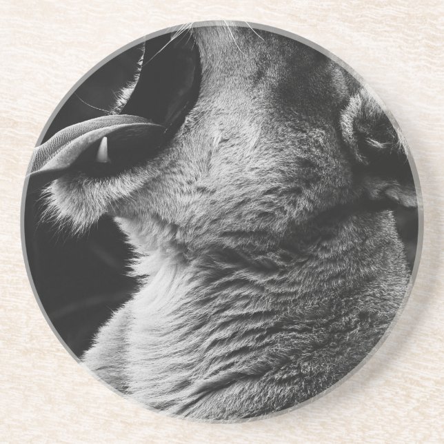 yawning lion coaster (Front)