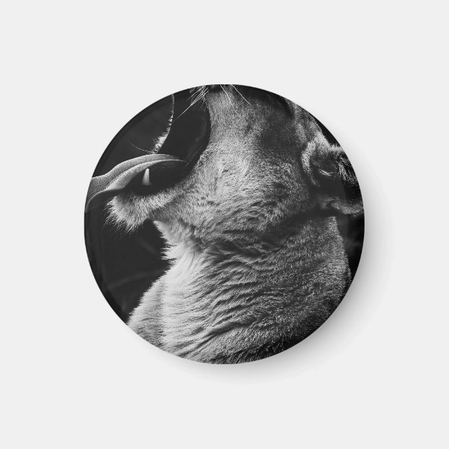 yawning lion magnet (Front)