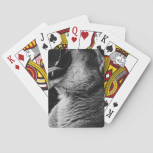 yawning lion playing cards