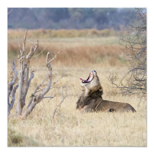 Yawning lion poster (Front)