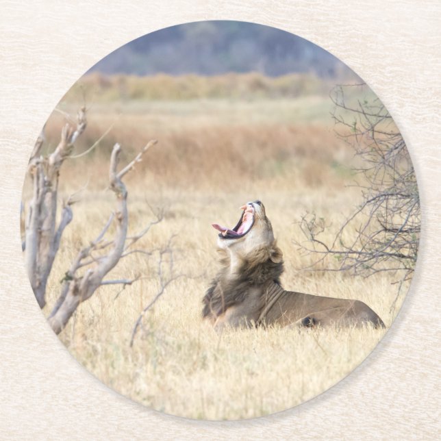 Yawning lion round paper coaster (Front)