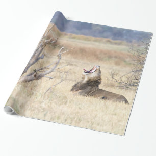 Yawning lion wrapping paper