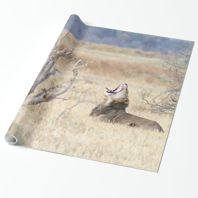 Yawning lion wrapping paper (Unrolled)