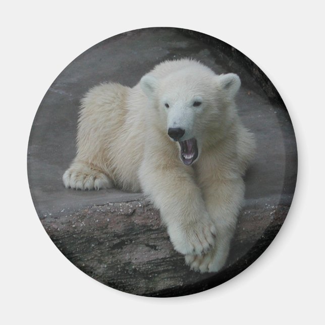 Yawning Polar bear cub Magnet (Front)