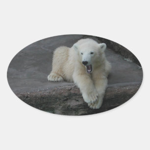 Yawning Polar bear cub Oval Sticker