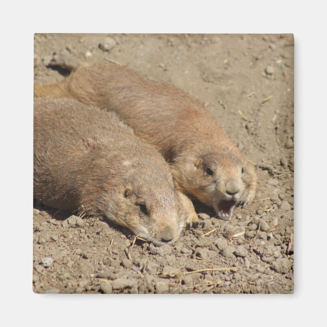 Yawning Prairie Dog Magnet (Front)