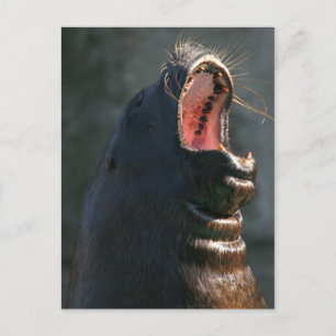 Yawning seal postcard