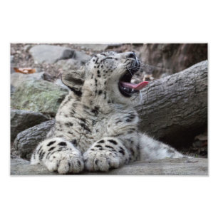 Yawning Snow Leopard Cub Photo Print