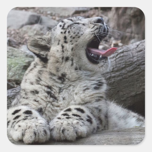 Yawning Snow Leopard Cub Square Sticker (Front)