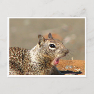 Yawning Squirrel Postcard